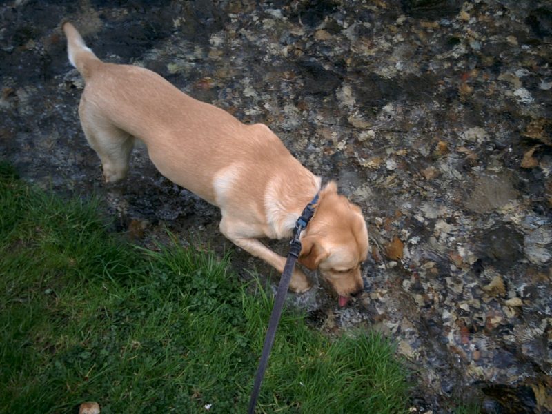 Ralph in stream