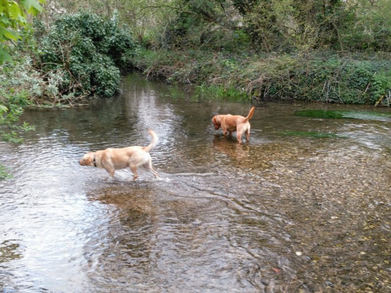 Ralph and Toby at Footscray Meadows