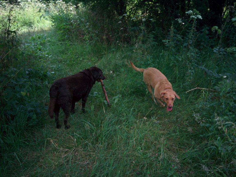 Cookie and Tess