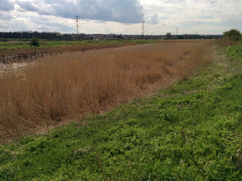 River Cray Reed Beds