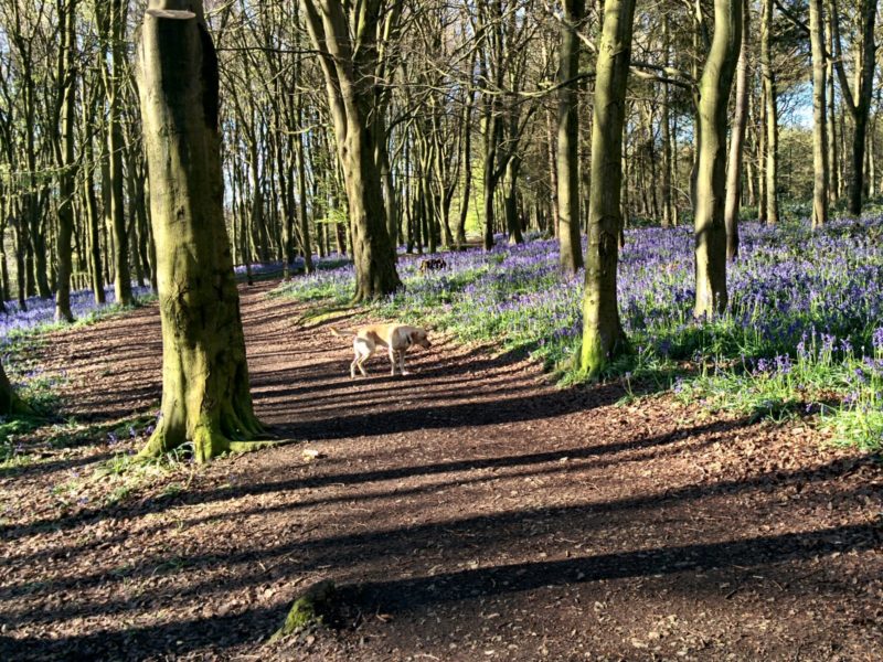 Shoreham Woods - Ralph