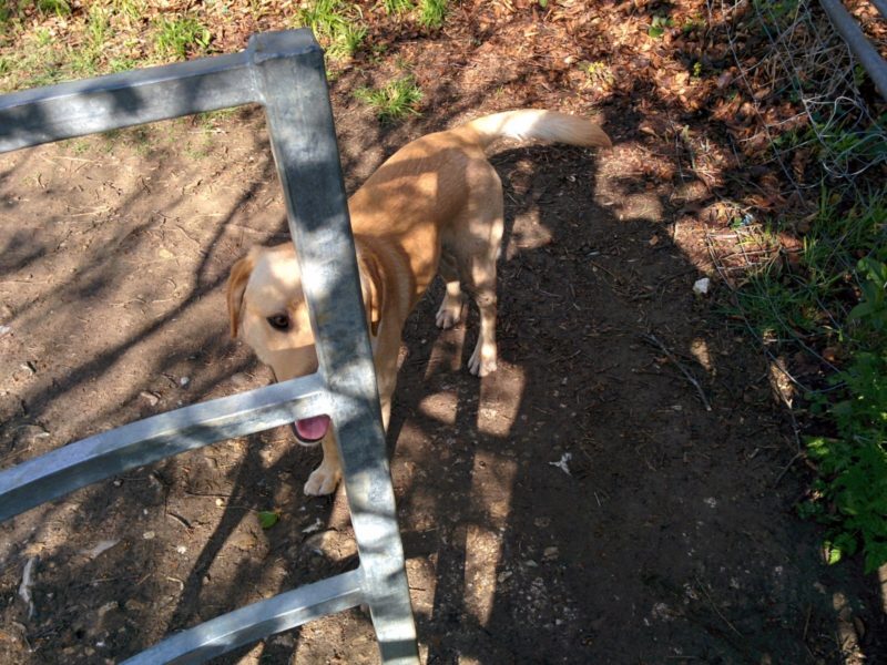 Ralph at Kissing Gate