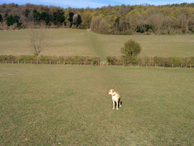 Shoreham Woods - Ralph