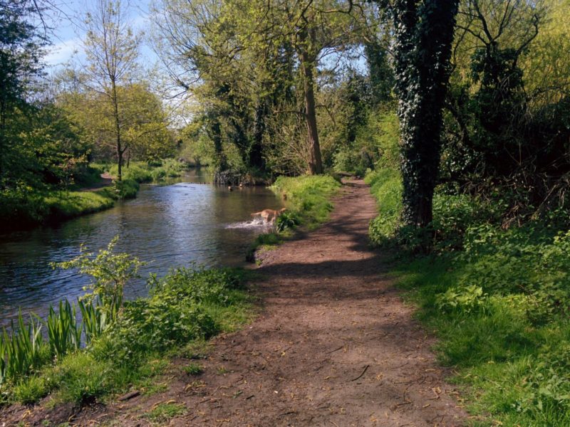 Footscray Meadows 1