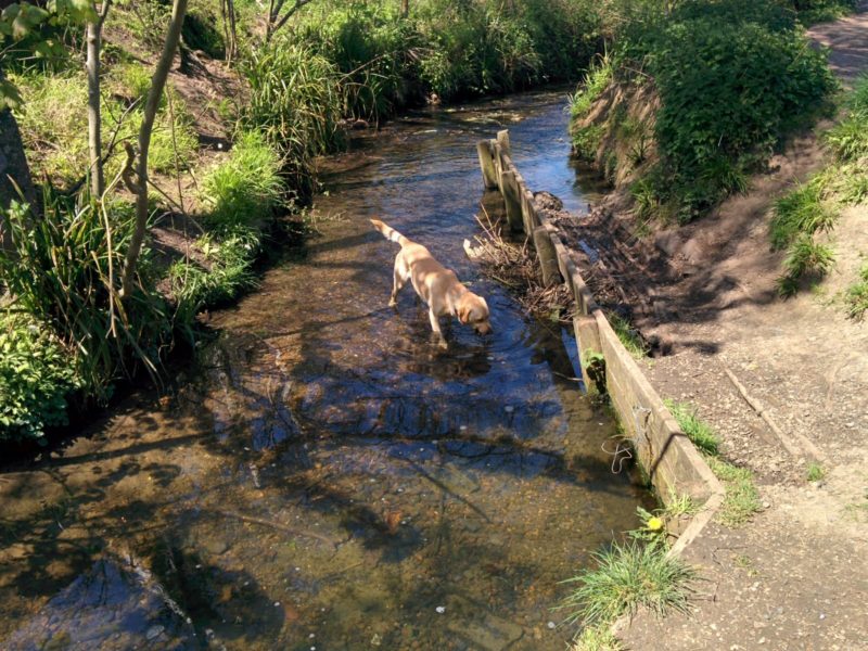 Petts Wood Stream