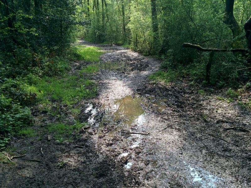 London Loop 3 - Mud in Sparrow Wood