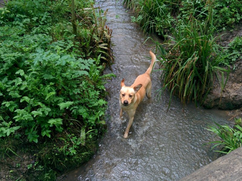 London Loop 3 - Ralph in Sparrow Wood