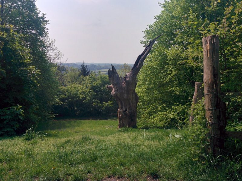 London Loop 3 - Wilberforce Oak