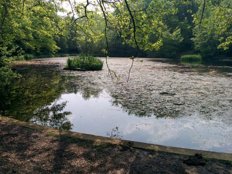 London Loop 3 - Keston Ponds