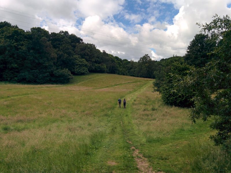 Selsdon Wood