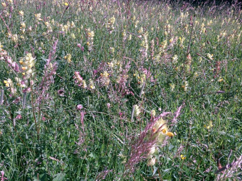 Yellow Rattle