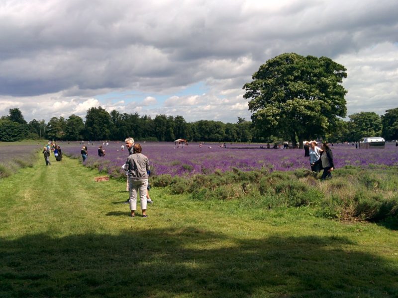 Mayfield Lavender Fields