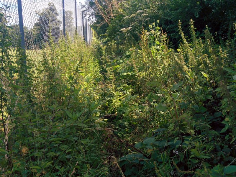 Overgrown Path