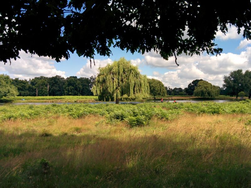 Bushy Park