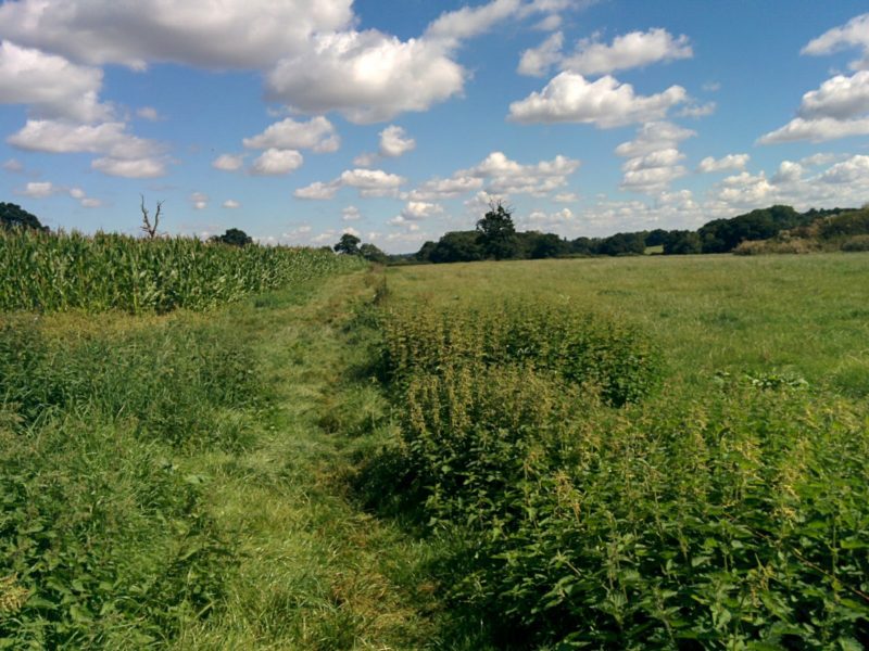 1608-029 London Loop 13 - White Heath