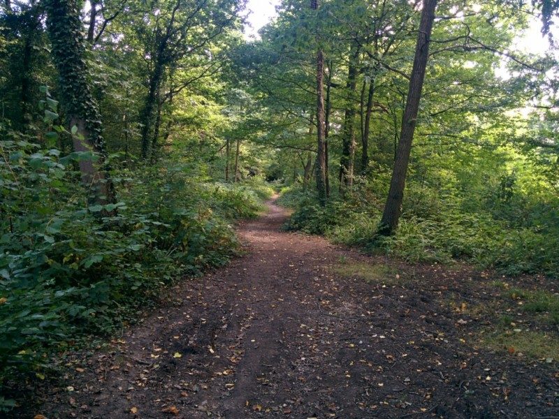 oxhey-woods